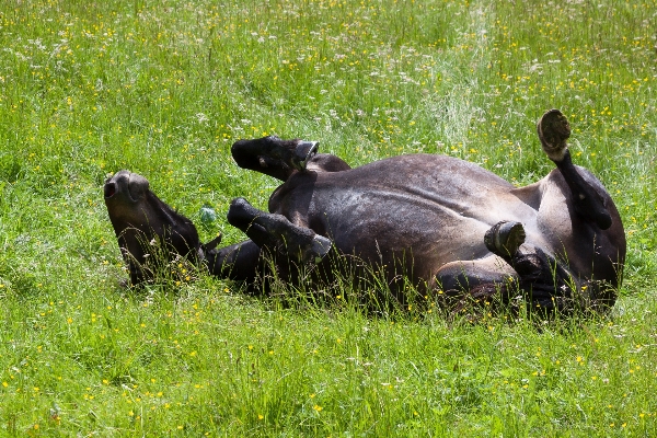 Forest grass meadow wildlife Photo