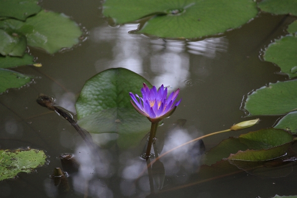 Water nature blossom plant Photo