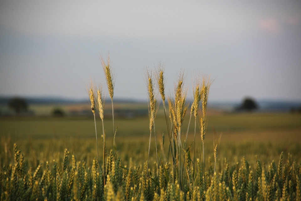 Landscape nature grass horizon