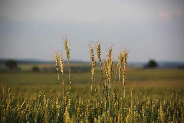 Landscape nature grass horizon Photo