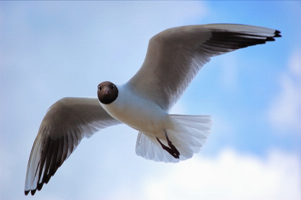 Foto Alam burung sayap laut
