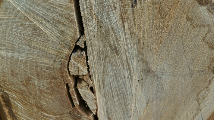 Tree rock branch wood Photo