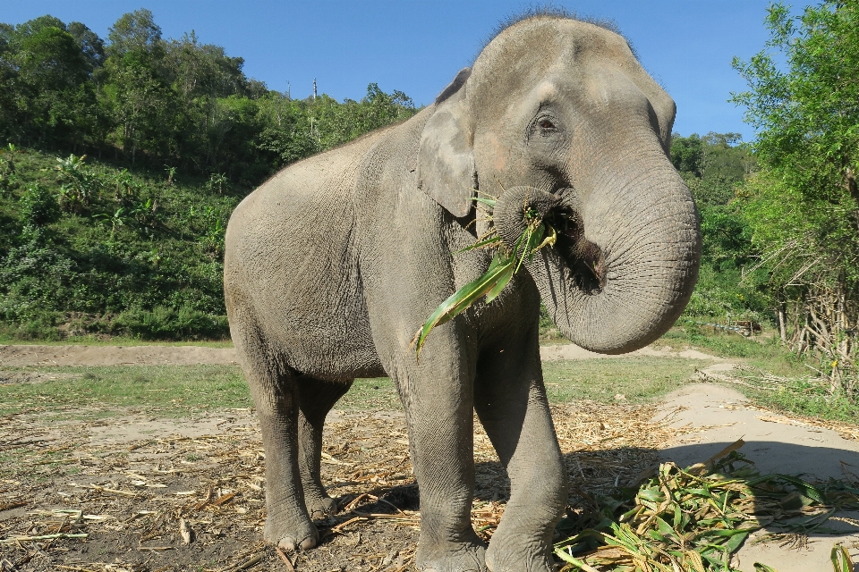 Margasatwa kebun binatang mamalia fauna