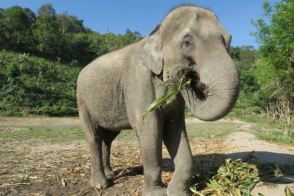 野生動物 動物園 哺乳類 fauna 写真