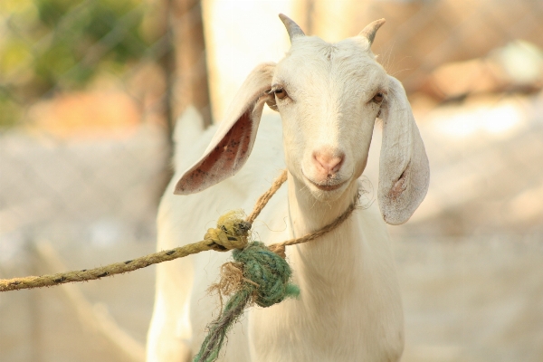 Foto Kambing klakson domba mamalia