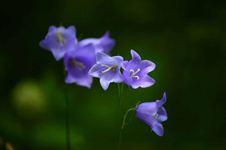 Nature plant flower petal