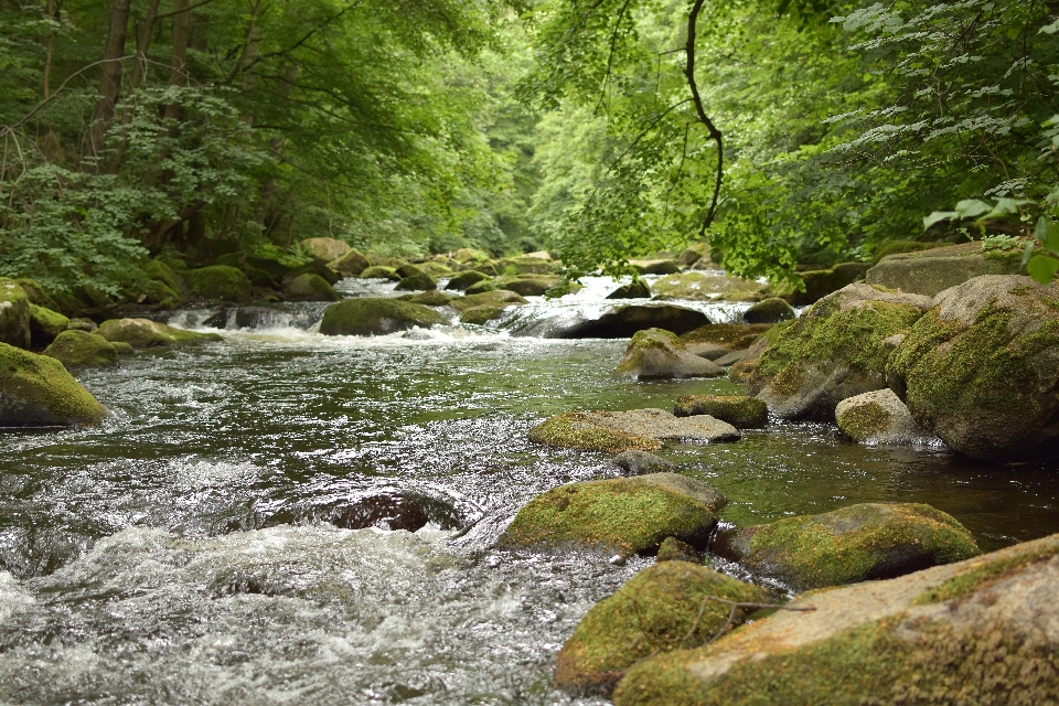 Agua bosque rock arroyo
