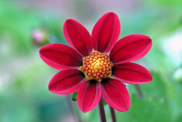 Nature blossom open plant Photo