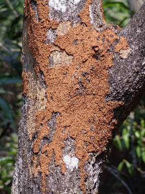 Baum natur zweig anlage Foto