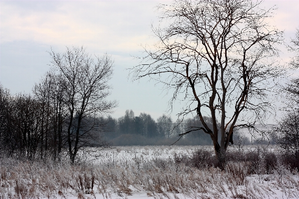 Landscape tree nature forest Photo