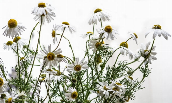 Nature grass blossom plant Photo