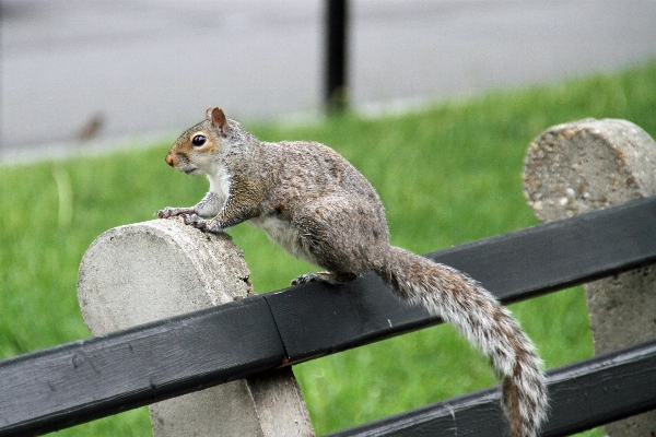 Foto Natureza filial animal bonitinho