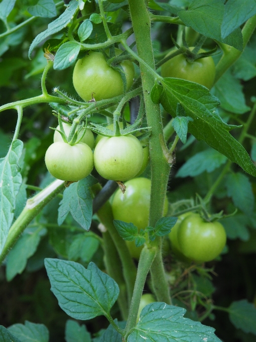 Pianta frutta fiore cibo