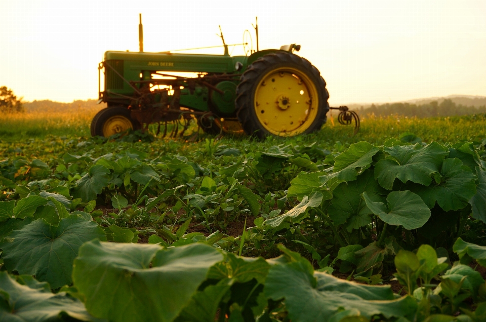 Plantar trator campo fazenda