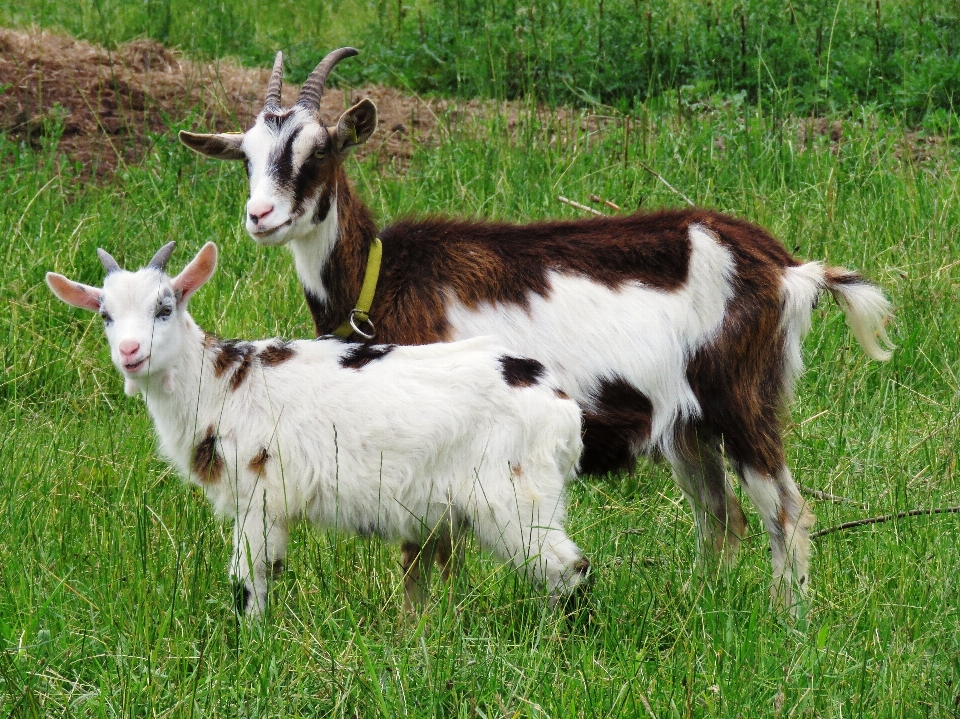 Grass meadow kid goat