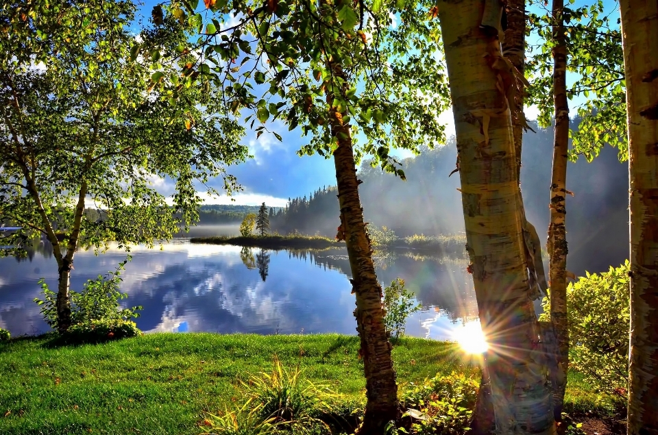 Baum natur wald sonne