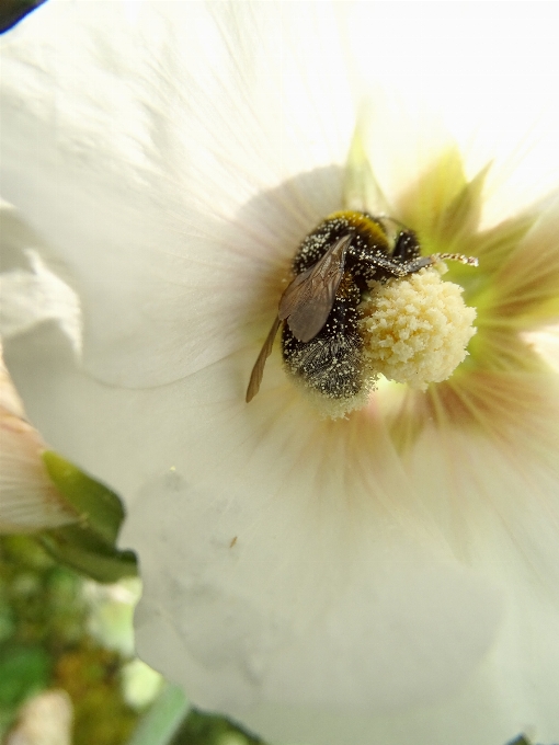 Florecer planta fotografía flor