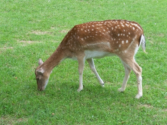 Nature prairie wildlife deer Photo