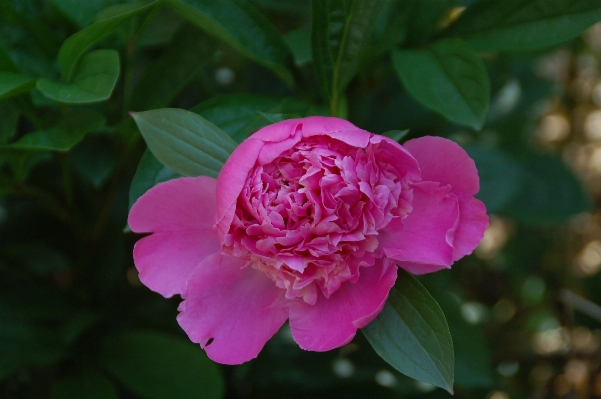 Nature blossom plant flower Photo