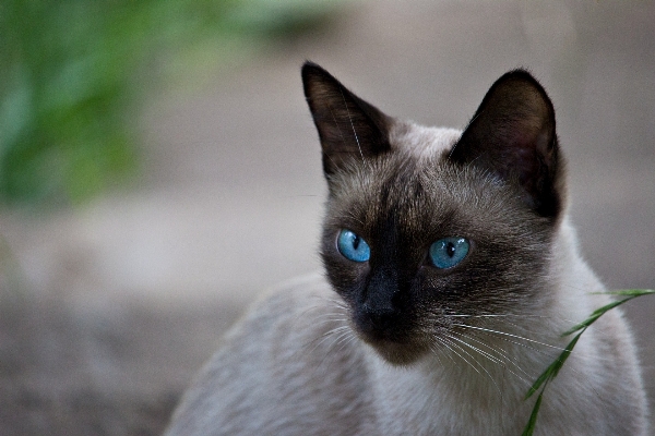 Dark pet portrait kitten Photo