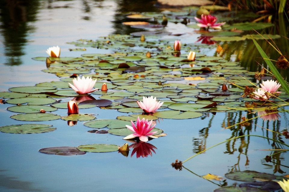 Folha flor lago reflexão