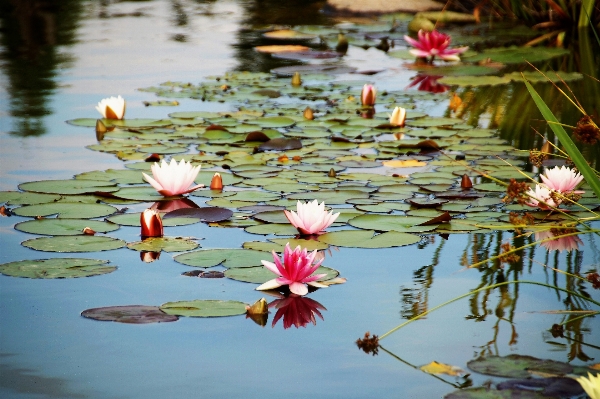 Leaf flower pond reflection Photo