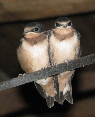 Branch bird wing beak Photo