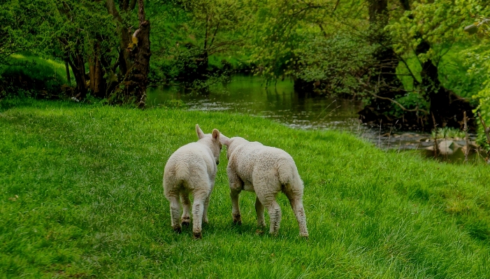 Nature grass white farm Photo