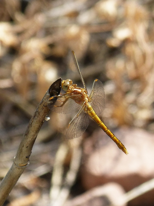 Bifurquer insecte fauna invertébré