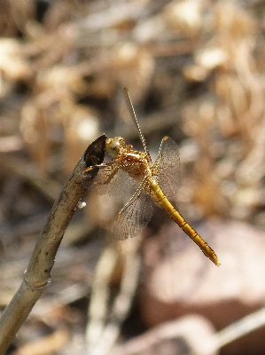 Dal böcek fauna omurgasız Fotoğraf