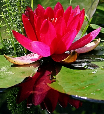 Water nature blossom plant Photo