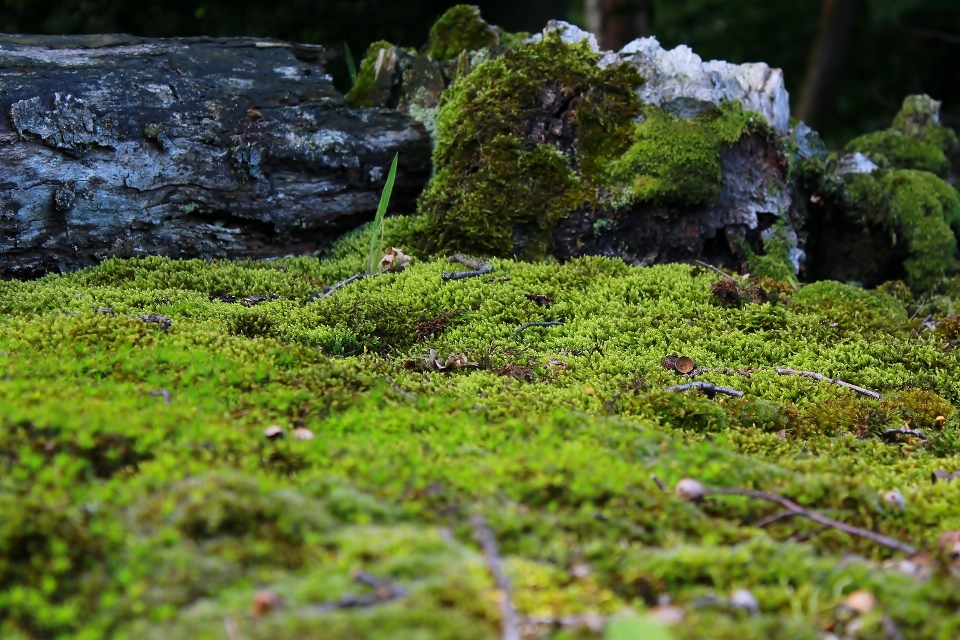 Tree nature forest rock