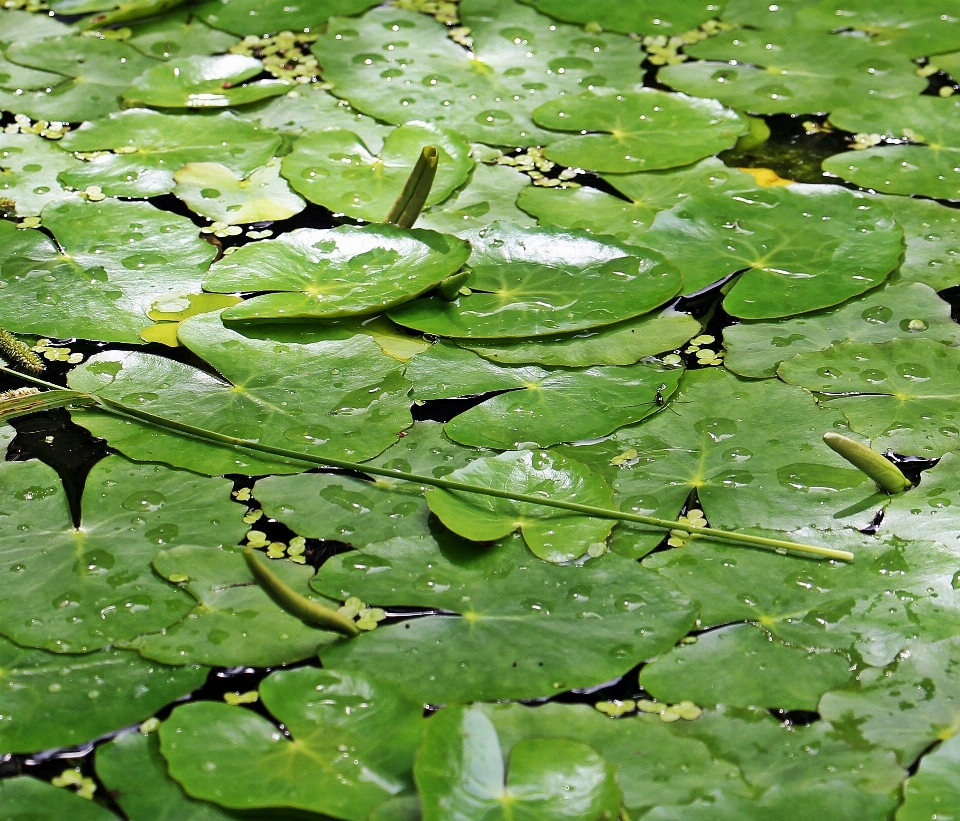 Agua naturaleza césped planta