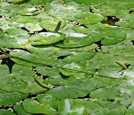 Water nature grass plant Photo