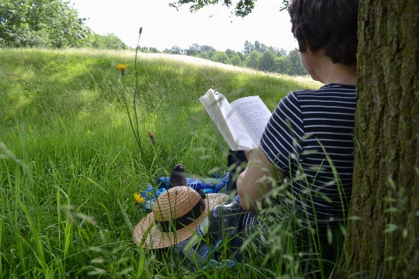 Tree nature grass book Photo