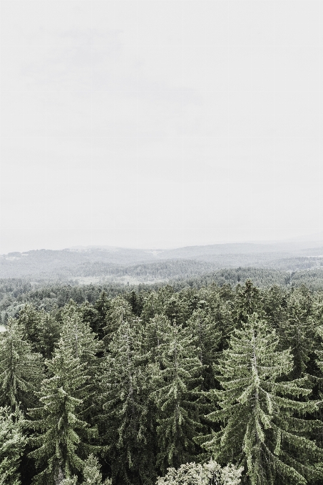 Landscape tree nature forest