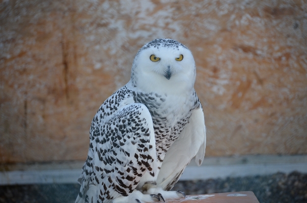 Nature snow bird white Photo