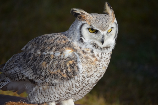 Foto Natura uccello bianco animali selvatici