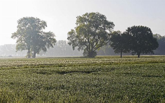 Landscape tree forest grass Photo