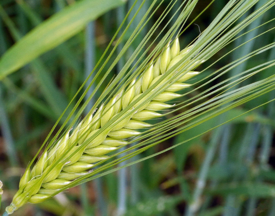 Nature grass branch plant