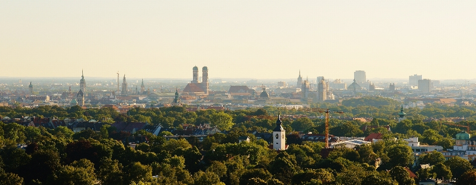 Tree horizon skyline photography