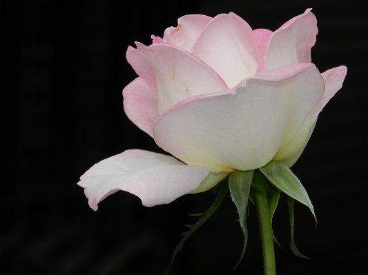 Blossom plant flower petal Photo