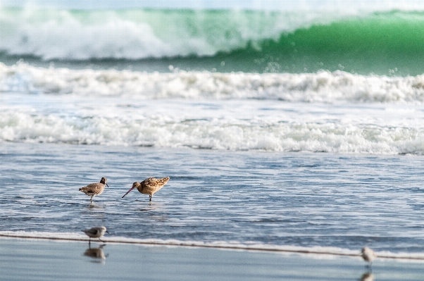 Beach sea coast water Photo