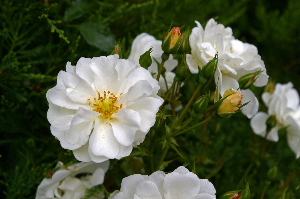 Paesaggio natura fiore pianta