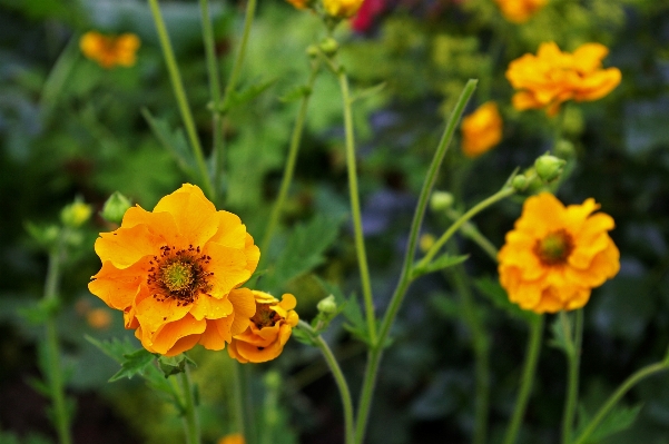 Nature blossom plant field Photo