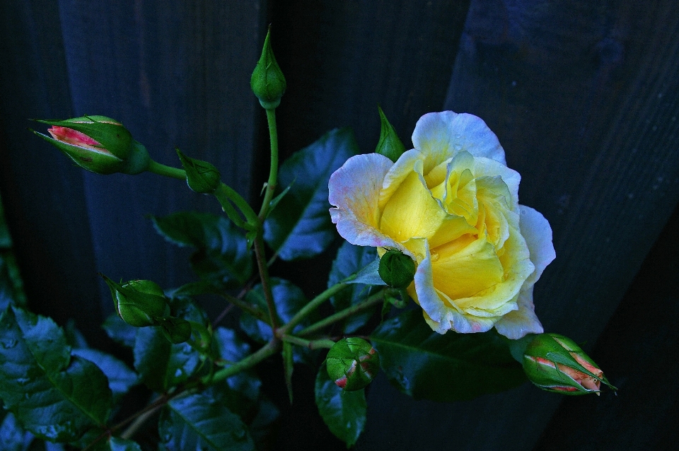 Nature blossom plant sweet