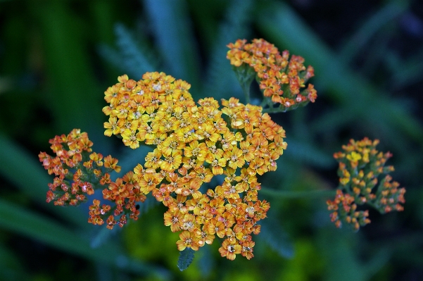 Nature blossom plant leaf Photo