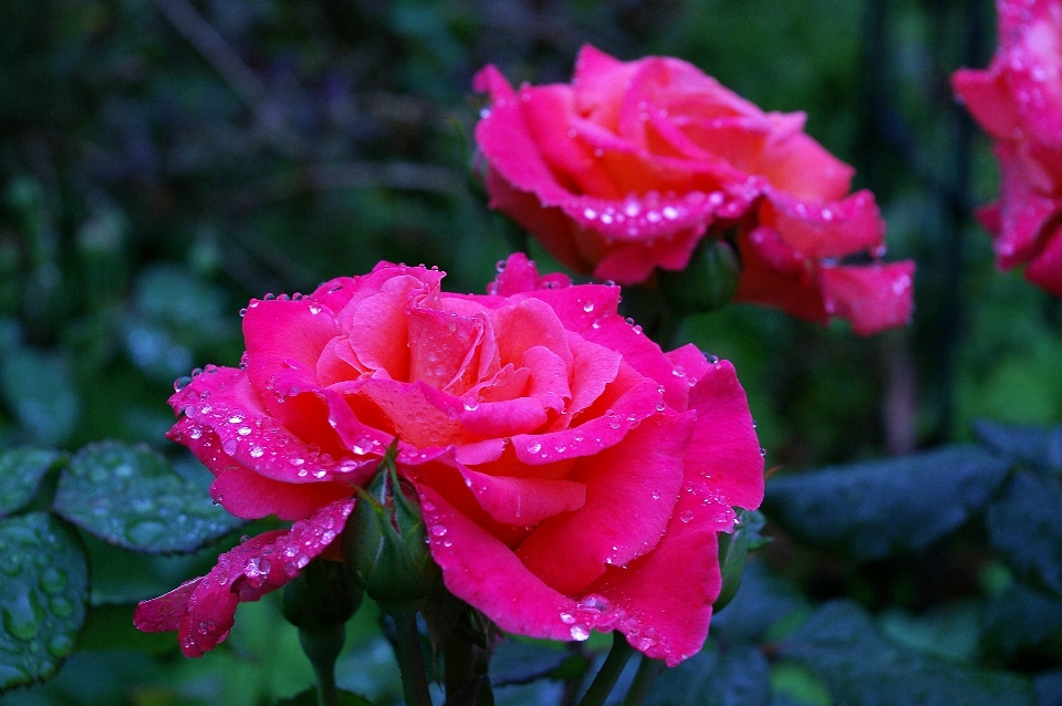 Wasser natur blüte stachelig
