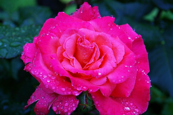 Water nature blossom prickly Photo