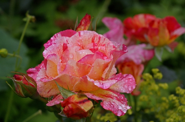 Nature blossom plant rain Photo